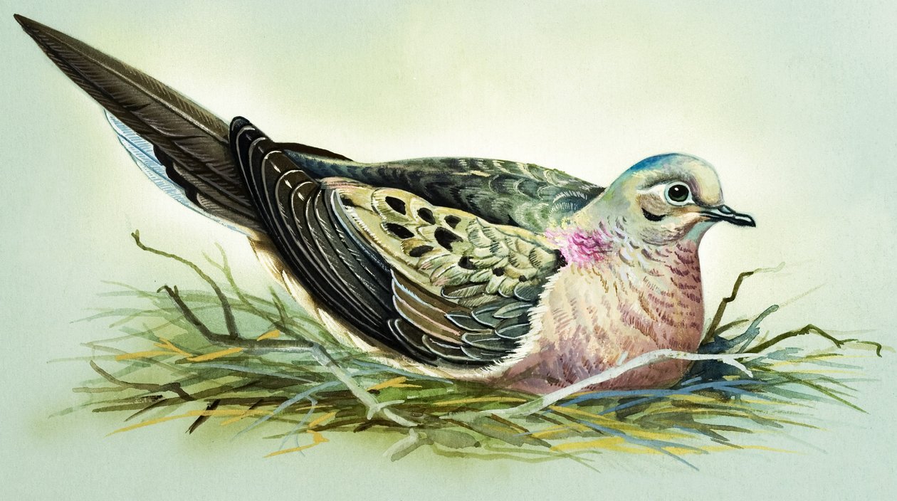 Sörjande duva (gouache på papper) av Bert Illoss