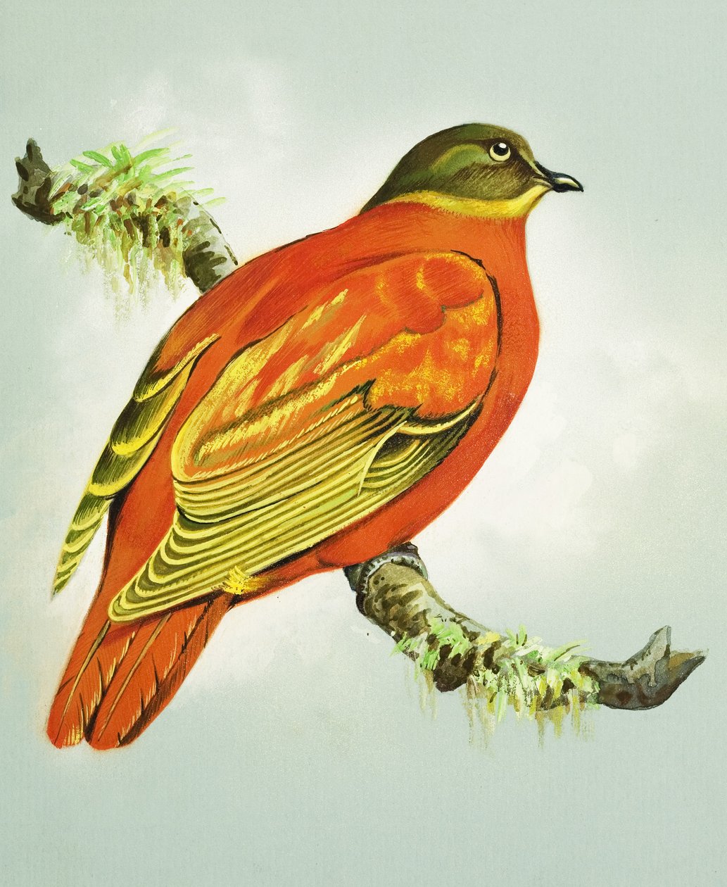 Orange Dove (gouache på papper) av Bert Illoss