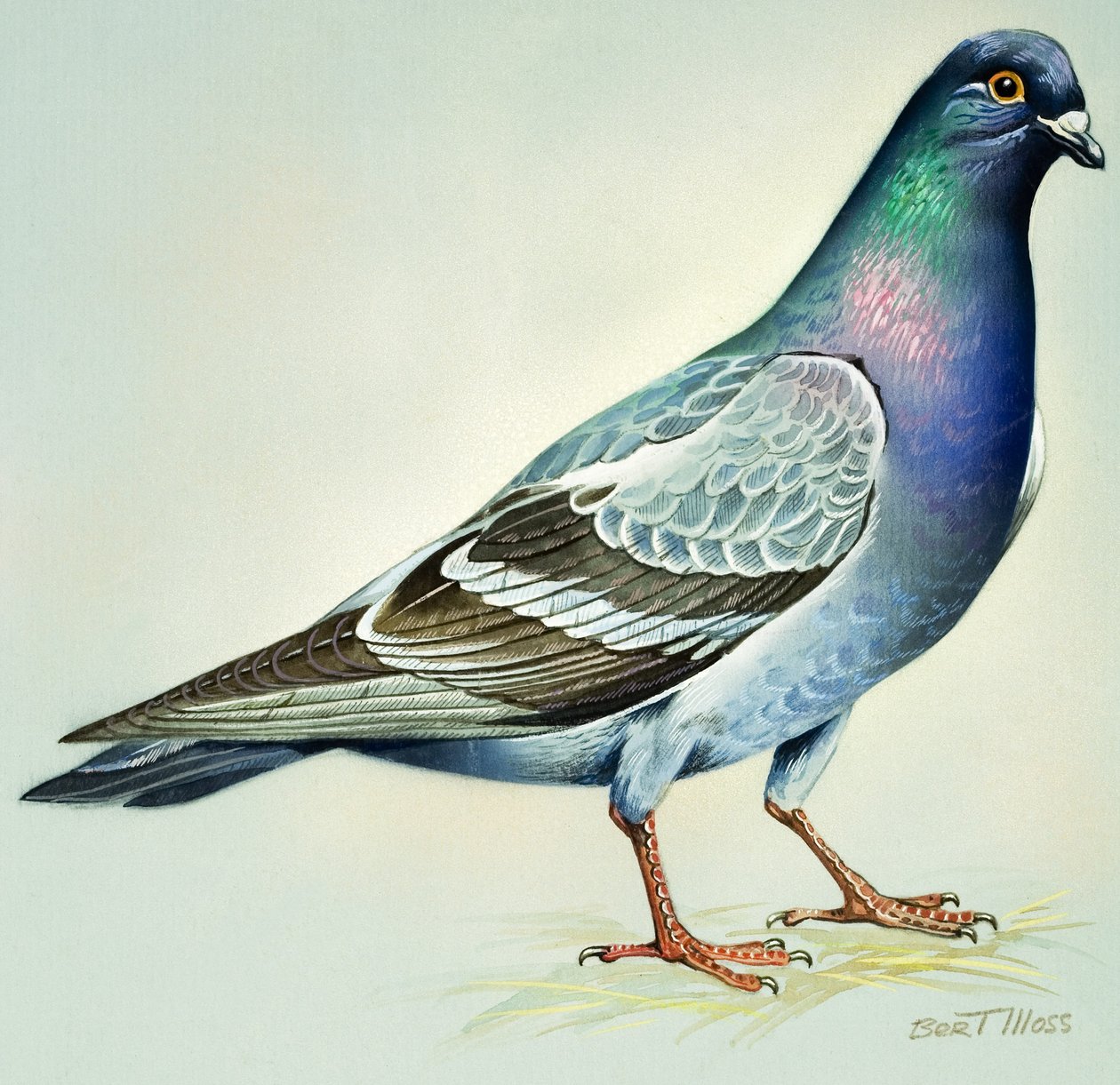 Rock Dove (gouache på papper) av Bert Illoss