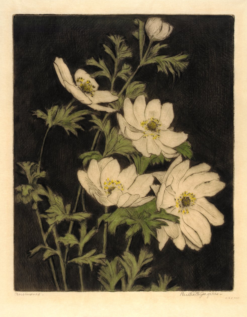 Anemoner av Bertha E. Jaques