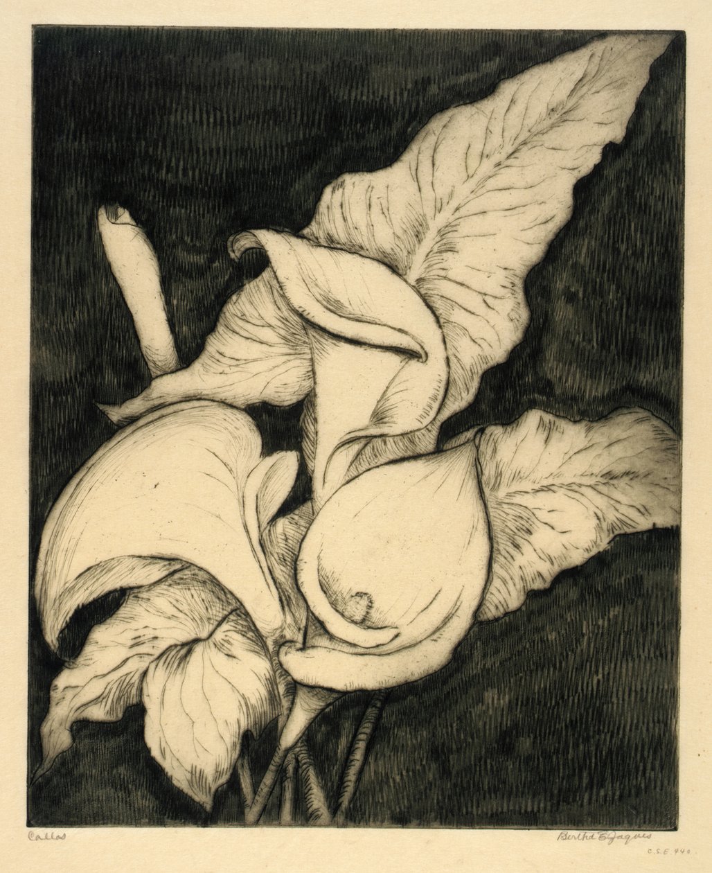 Callas av Bertha E. Jaques