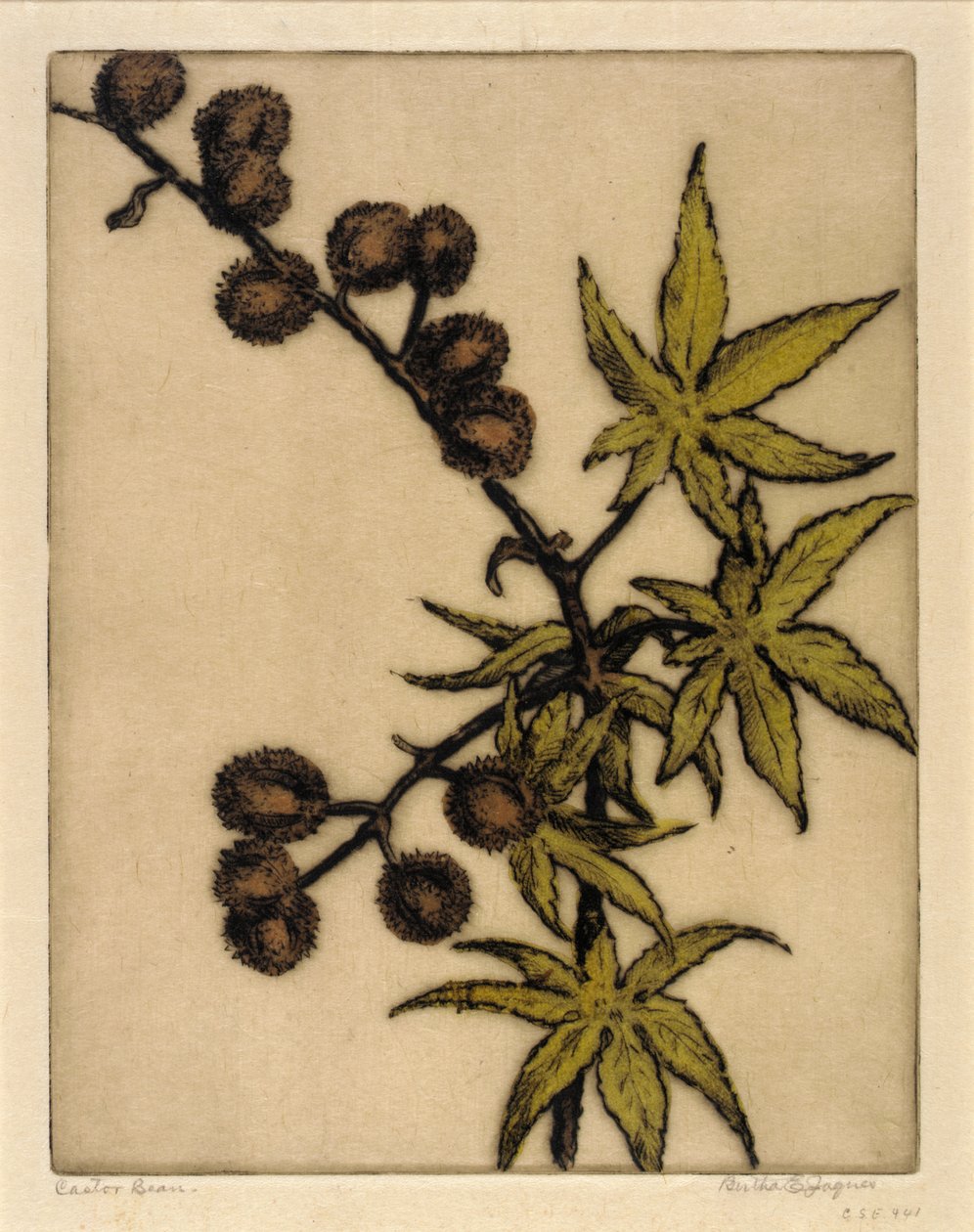 Castorbönor av Bertha E. Jaques