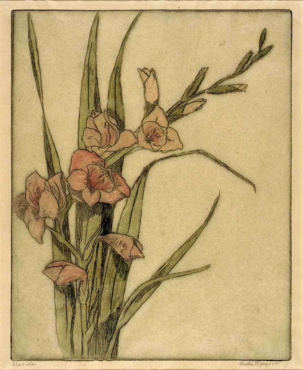 Gladiola av Bertha E. Jaques