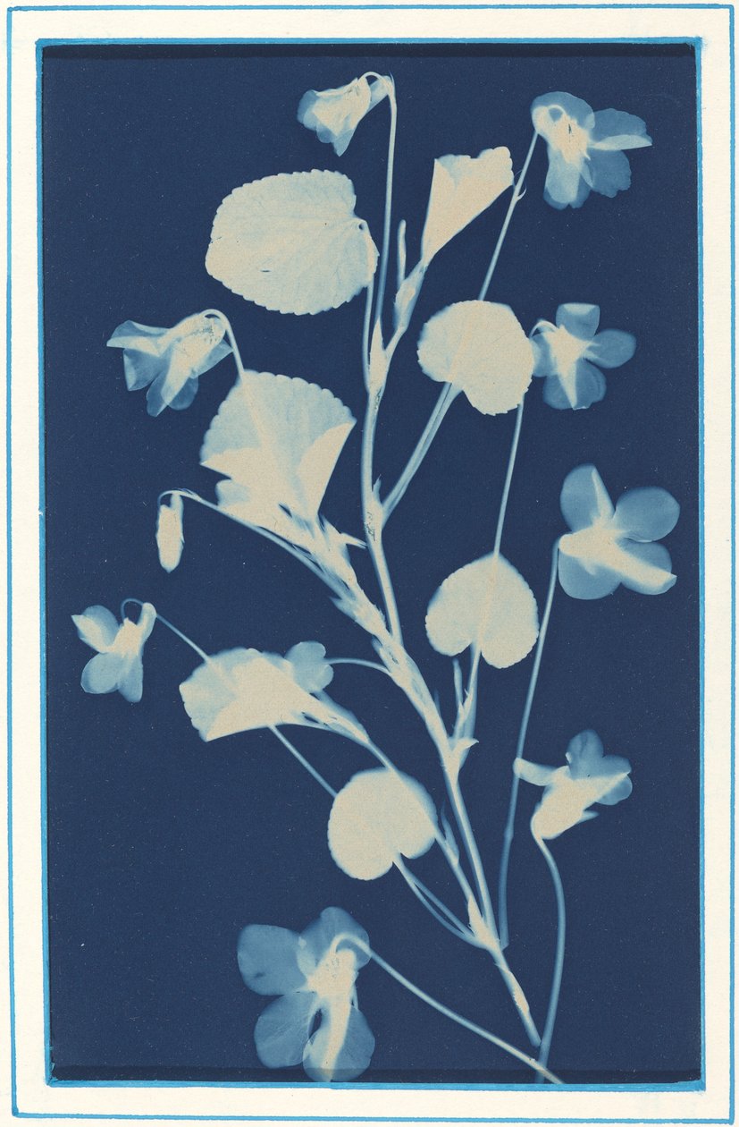 Utan titel, c. 1900. av Bertha Evelyn Jacques