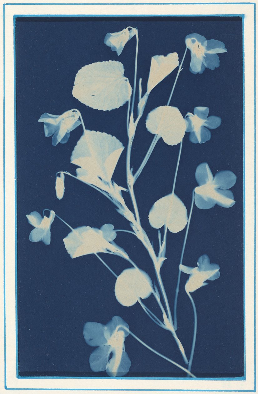 Utan titel,ca. 1900 (foto) av Bertha Jaques