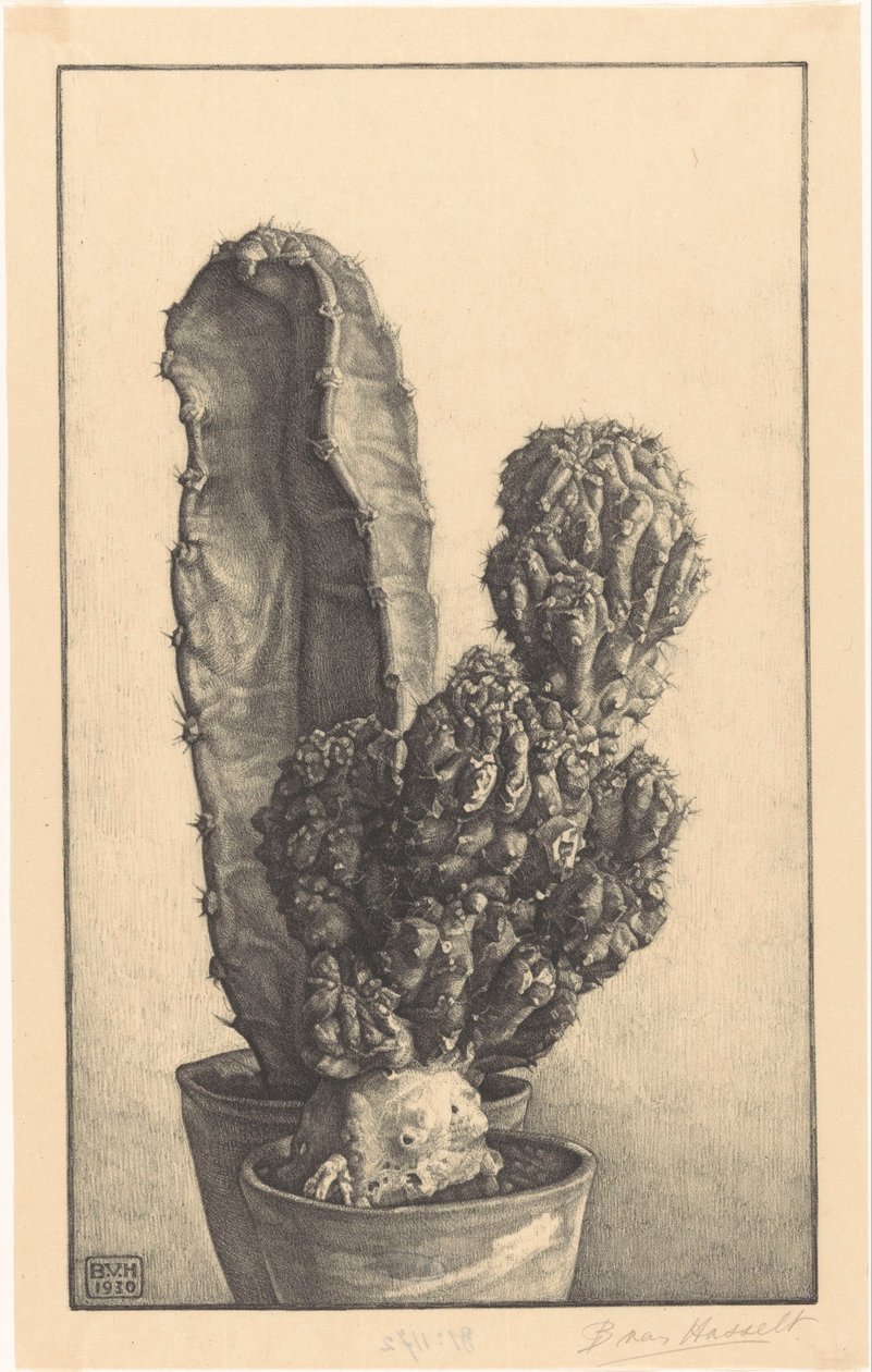 Caktussen (originaltitel) av Bertha van Hasselt (signed by artist)