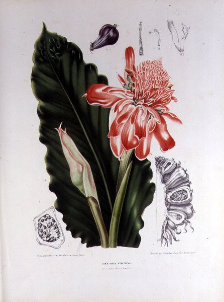 Elettaria Speciosa, illustration från 