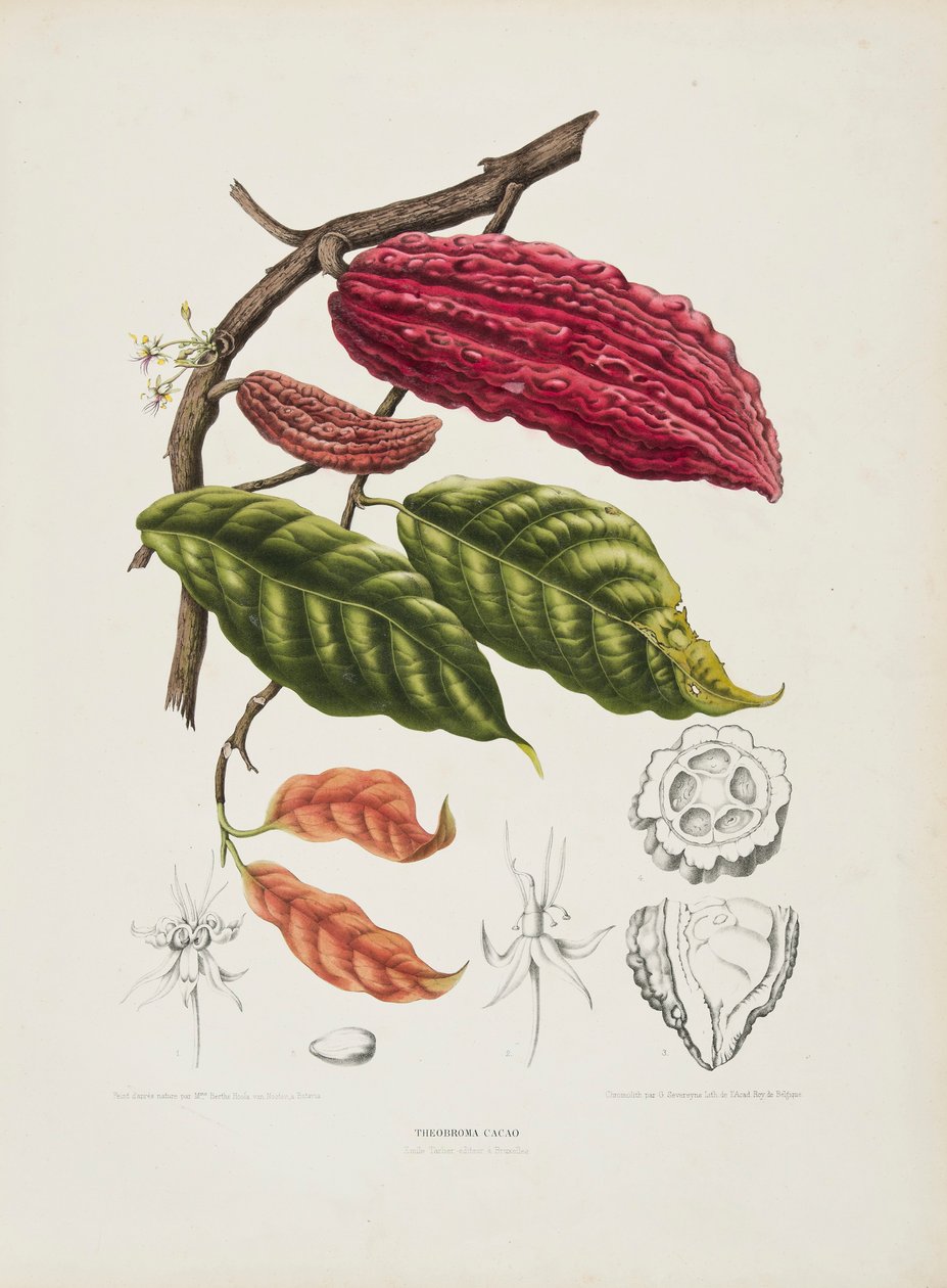 Theobroma, kakaoträd, c1840-1890. av Berthe Hoola van Nooten