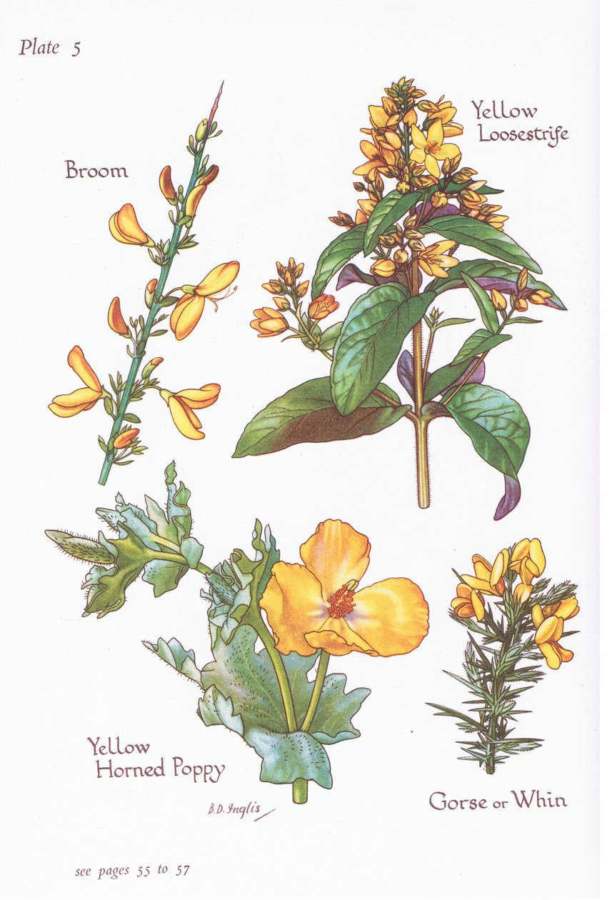 Broom, Gorse, Whin or Furze, Yellow Loosestrife, Yellow Horned Poppy, 1951 av Bessie D. Inglis