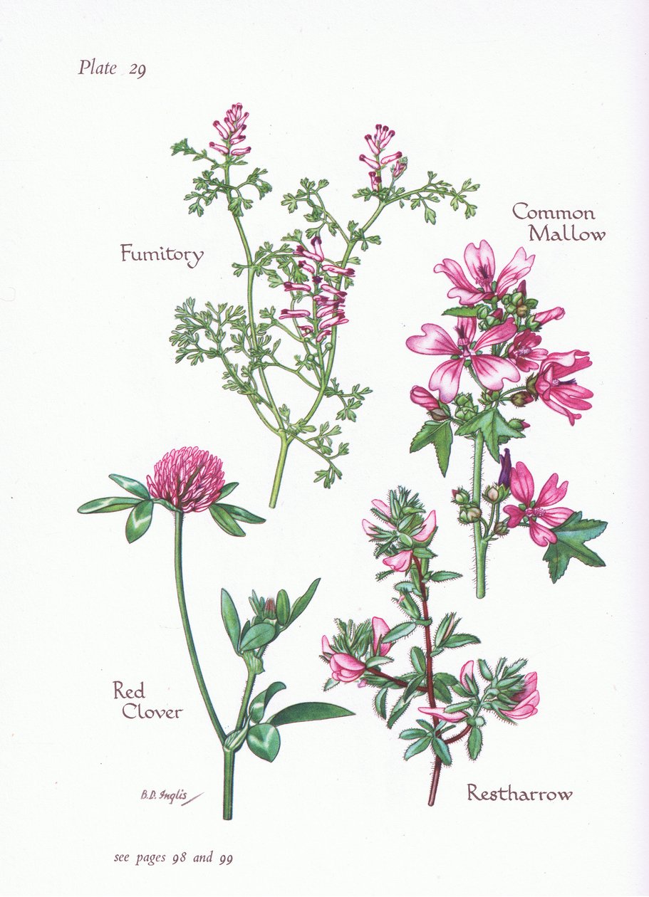 Malva, Restharrow, Fumitory, Rödklöver, 1951 av Bessie D. Inglis