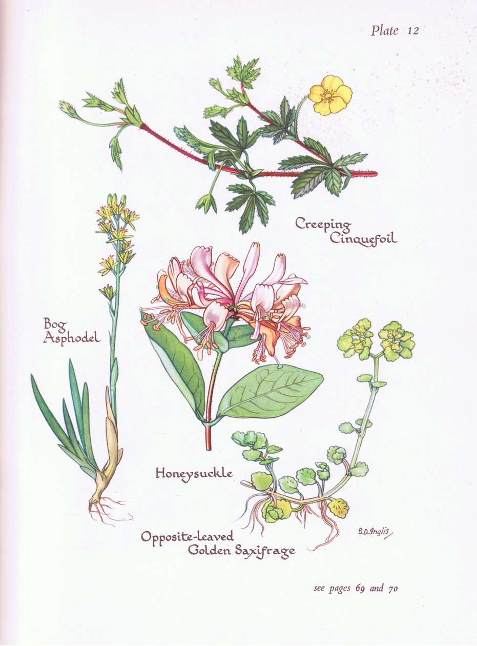 Krypande Cinquefoil, Moss Asphodel, Honeysuckle eller Woodbine, Opposite -Leaved Golden Saxifrage, 1951 av Bessie D. Inglis