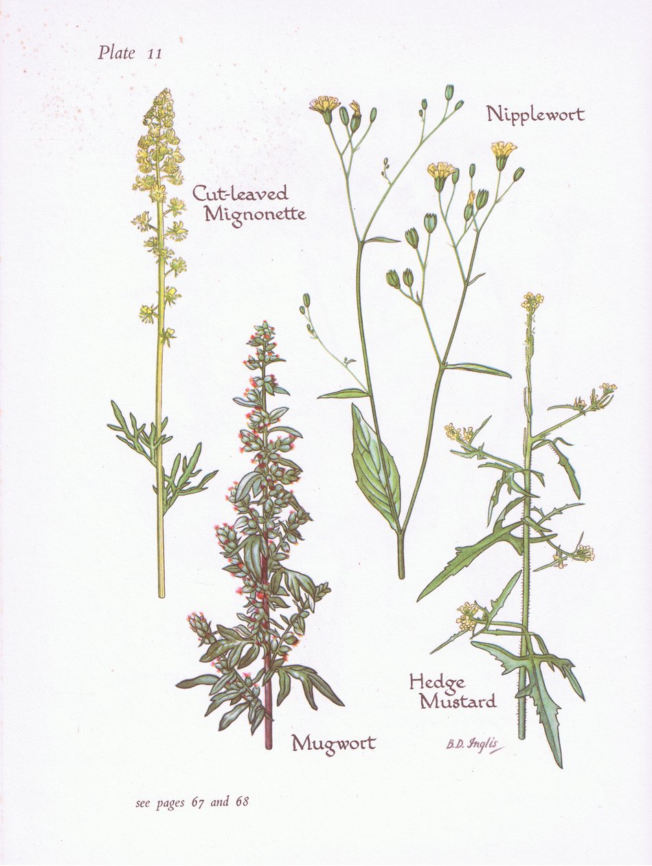 Skärbladsmignonette, byngröt, bröstvårt, häcksenap, 1951 av Bessie D. Inglis