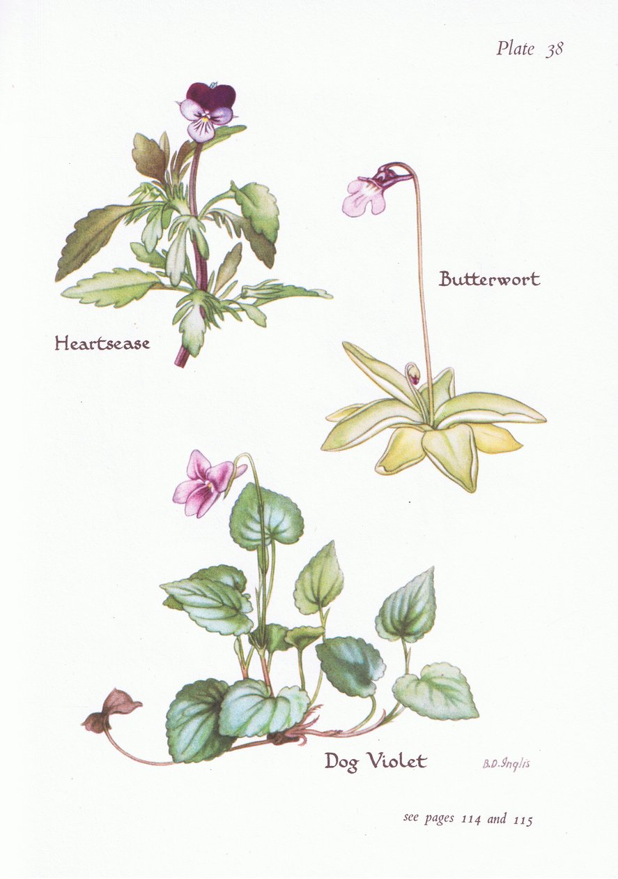 Heartsease, Hundviol, Butterwort, 1951 av Bessie D. Inglis