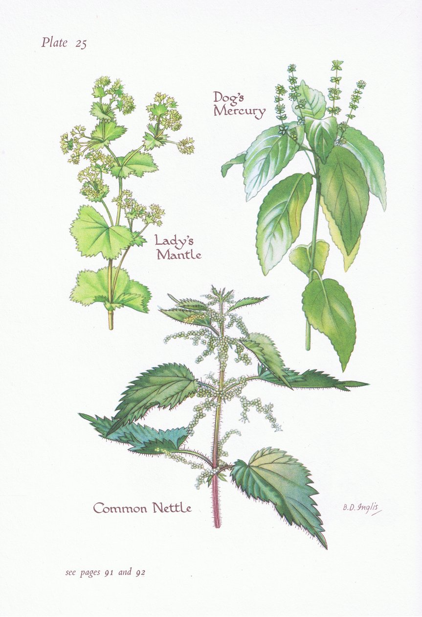 Ladys Mantle, Dogs Mercury, Common Nettle, 1951 av Bessie D. Inglis
