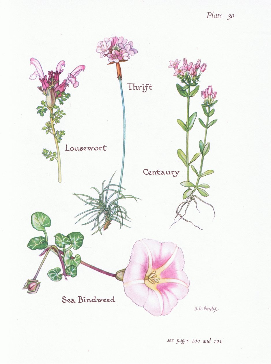 Lusört, Thrift eller Sea Pink, Centaury, Sea Bindweed, 1951 av Bessie D. Inglis
