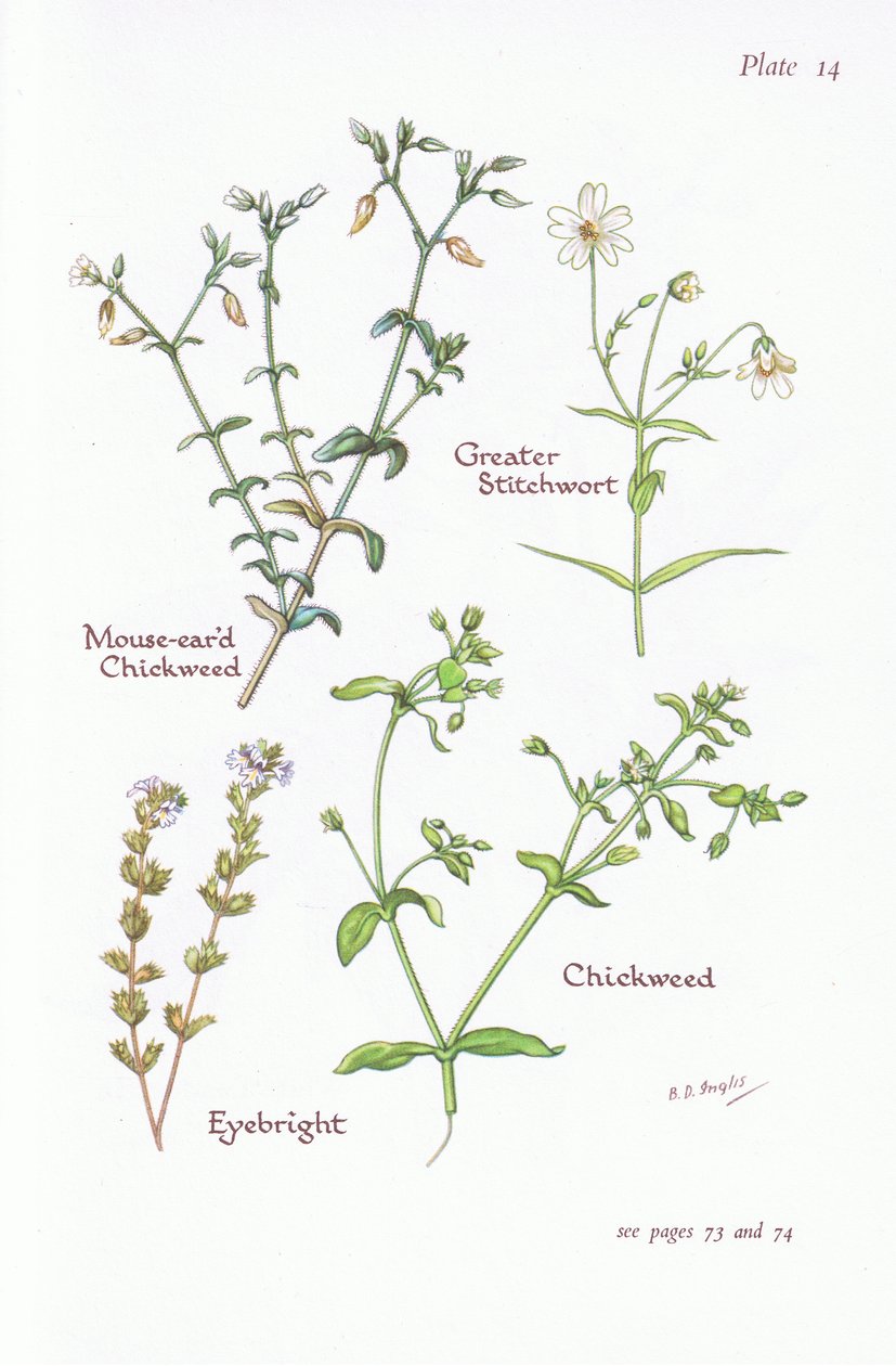 Mouse-Eared Chickweed, Greater Stitchwort, Chickweed, Eyebright, 1951 av Bessie D. Inglis