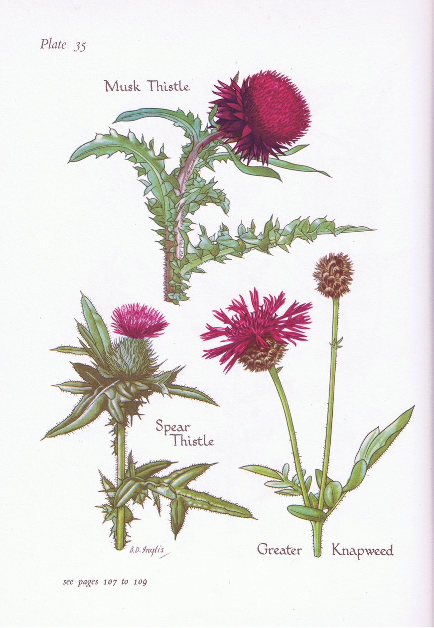 Mysktistel, Spjuttistel, Greater Knapweed, 1951 av Bessie D. Inglis