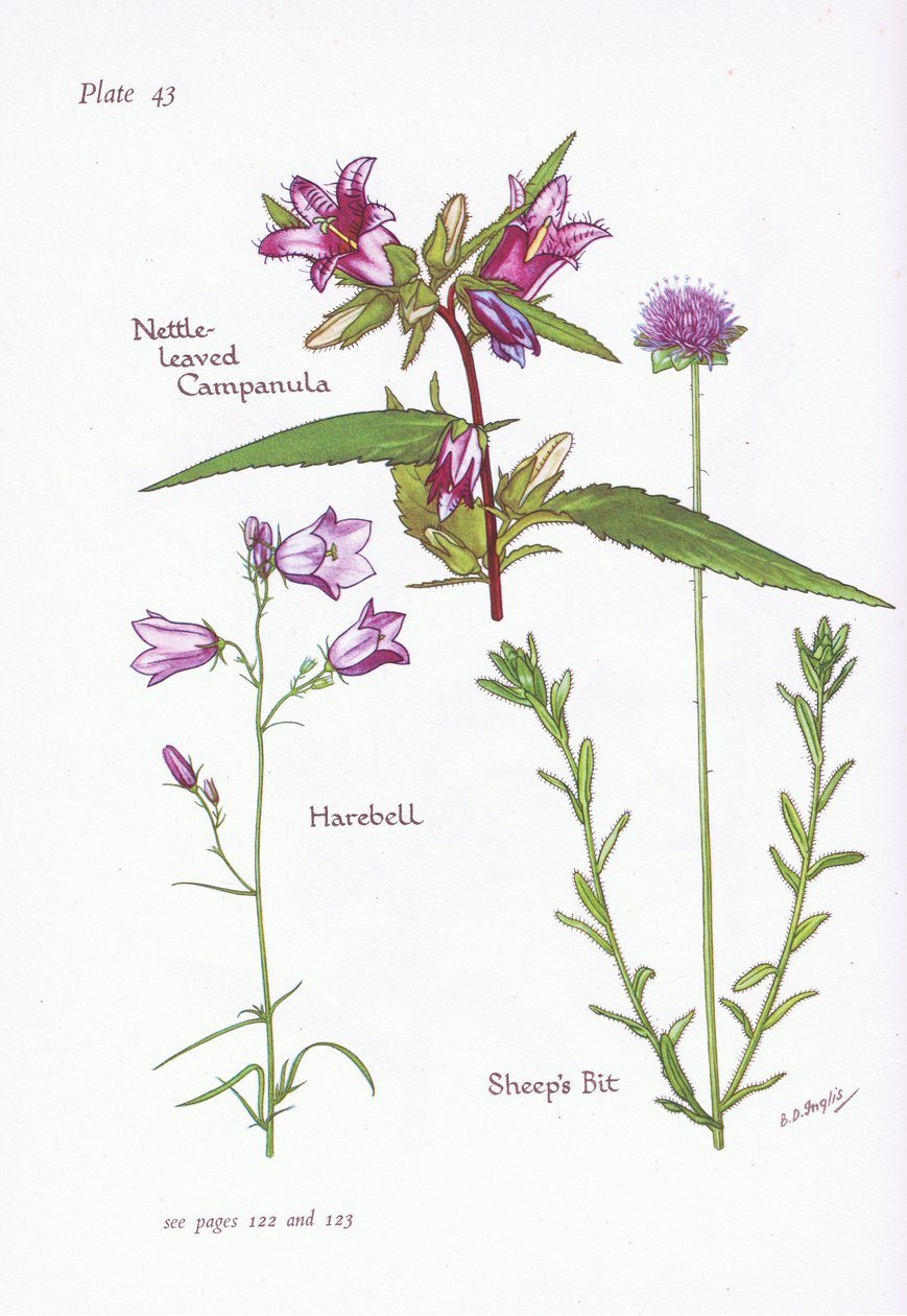 Nässlövslagan, Harebell, Sheeps Bit, 1951 av Bessie D. Inglis