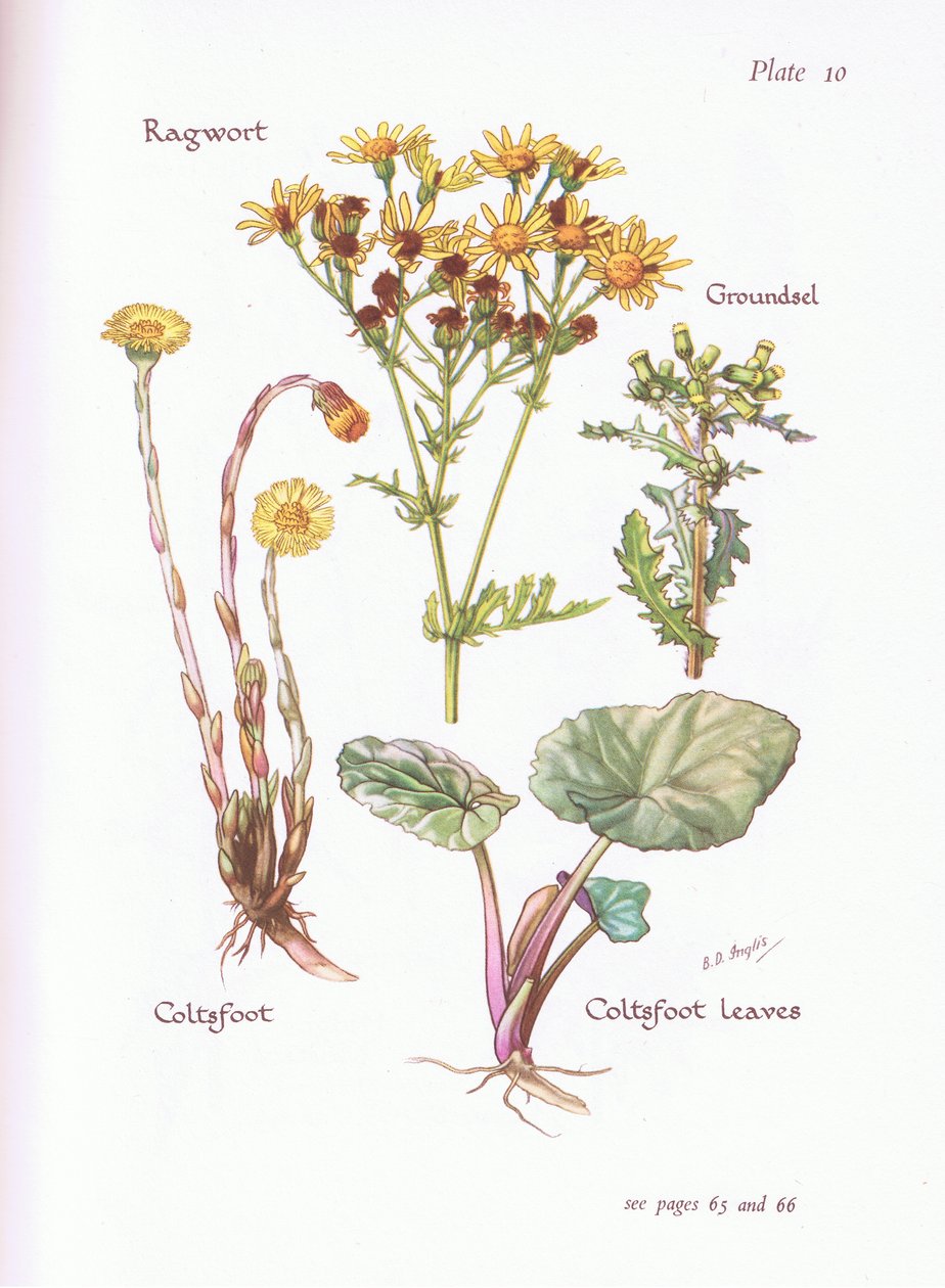 Trasört, Groundsel, Coltsfoot, 1951 av Bessie D. Inglis