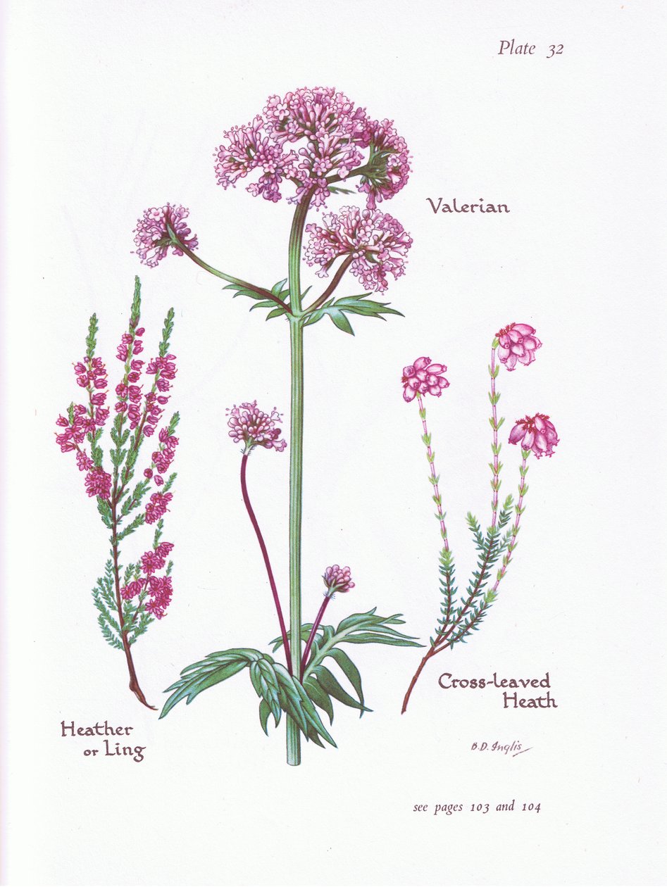 Valerian, Heather or Ling, Cross Leaved Heath, 1951 av Bessie D. Inglis
