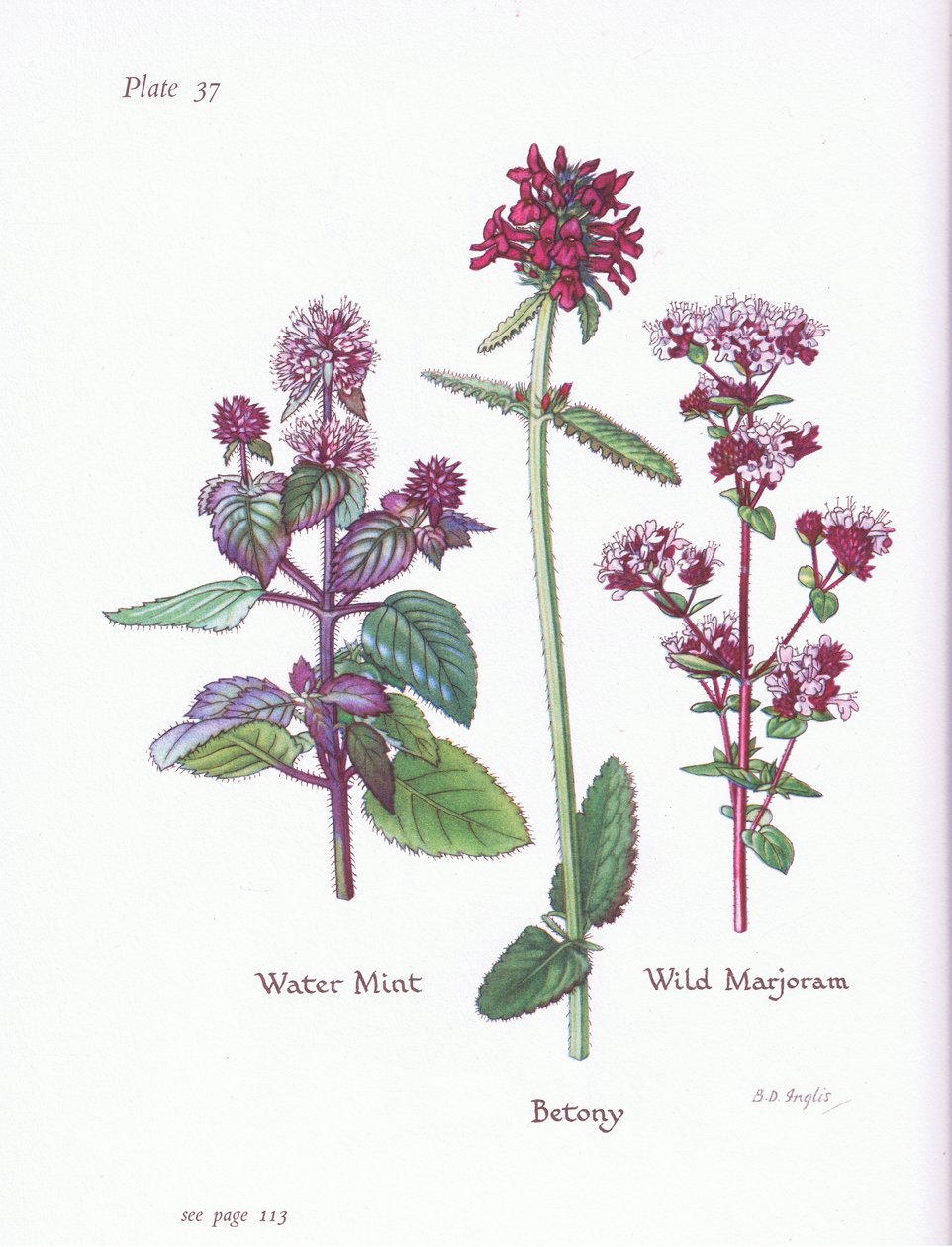 Vattenmynta, vild mejram, Betony, 1951 av Bessie D. Inglis
