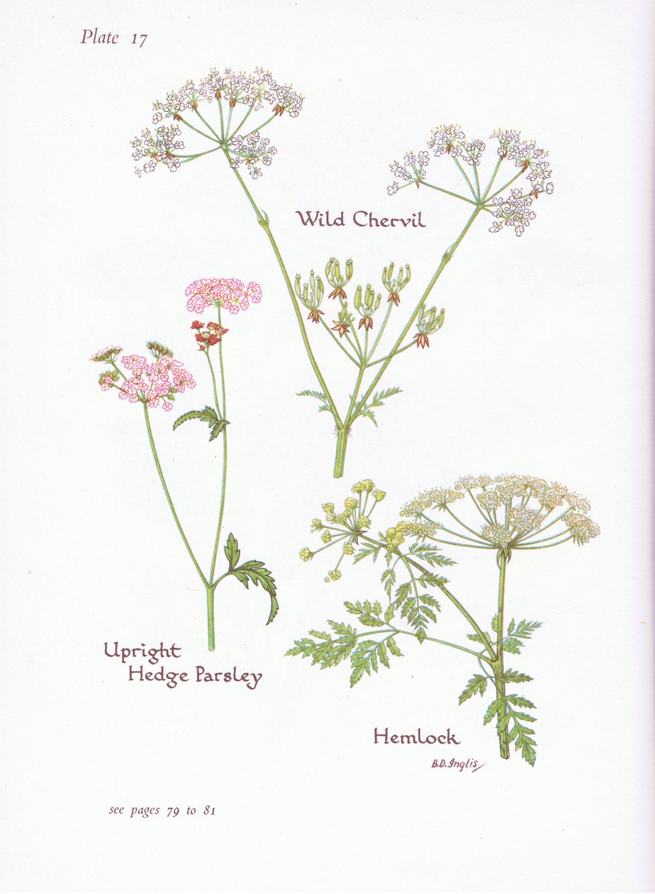 Wild Chevril, Hemlock, Upright Hedge Persilja, 1951 av Bessie D. Inglis