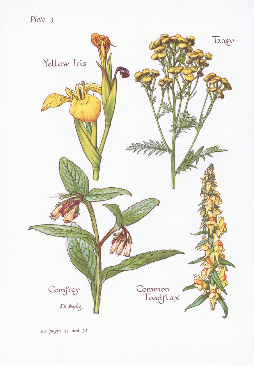 Gul iris, tansy, vallört, vanligt paddlin, 1951 av Bessie D. Inglis