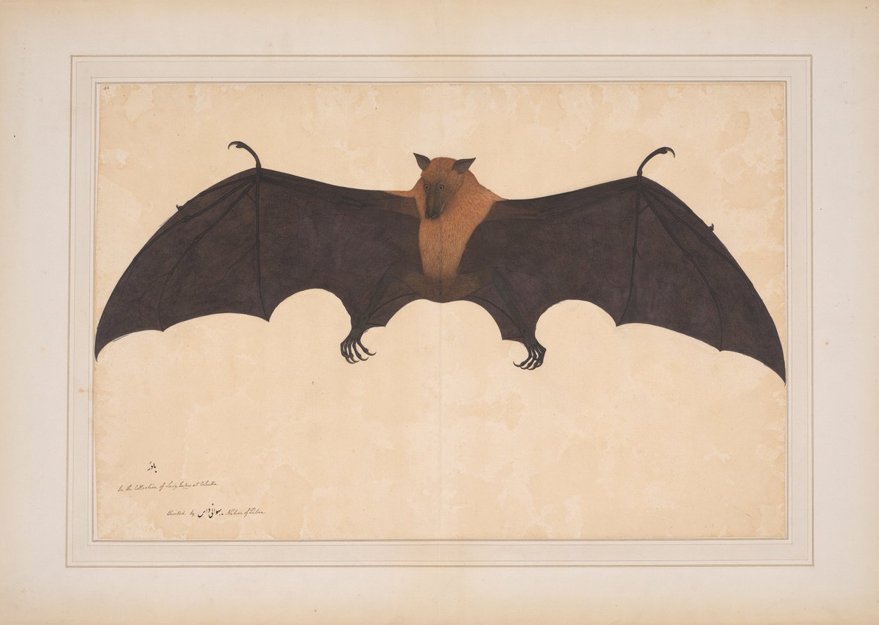 En stor indisk fruktfladdermus eller flygande räv (Pteropus Giganteus) av Bhawani Das