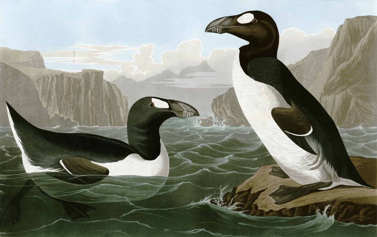 Garfågel av Bird Artist of America. John James Audubon
