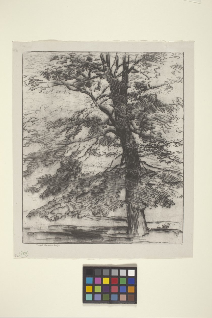 Sugar Maple (bläck på papper) av Bolton Coit Brown