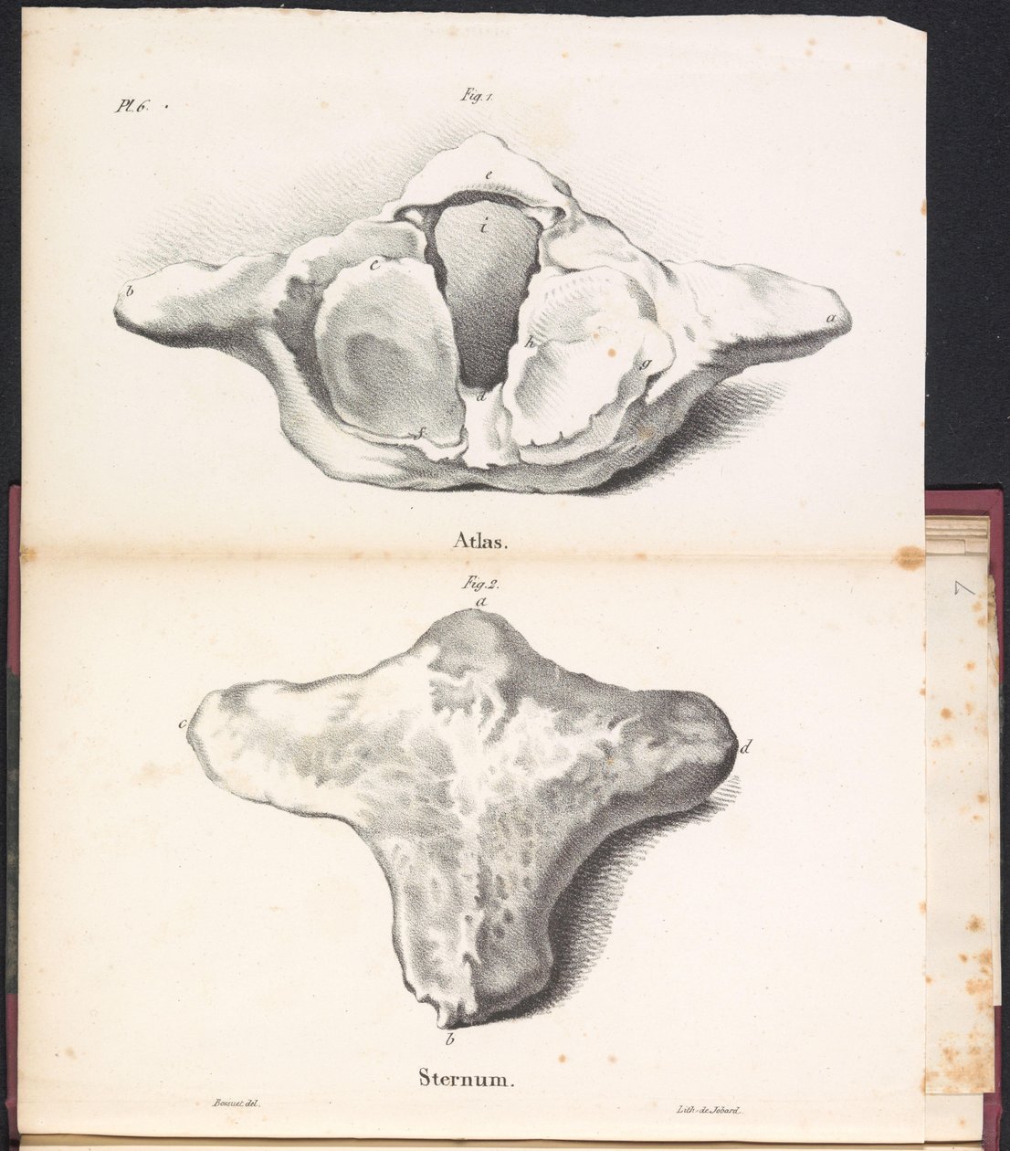 Atlas och bröstben av valen, 1827 Atlas / Sternum (titel på objekt) av Bossuet