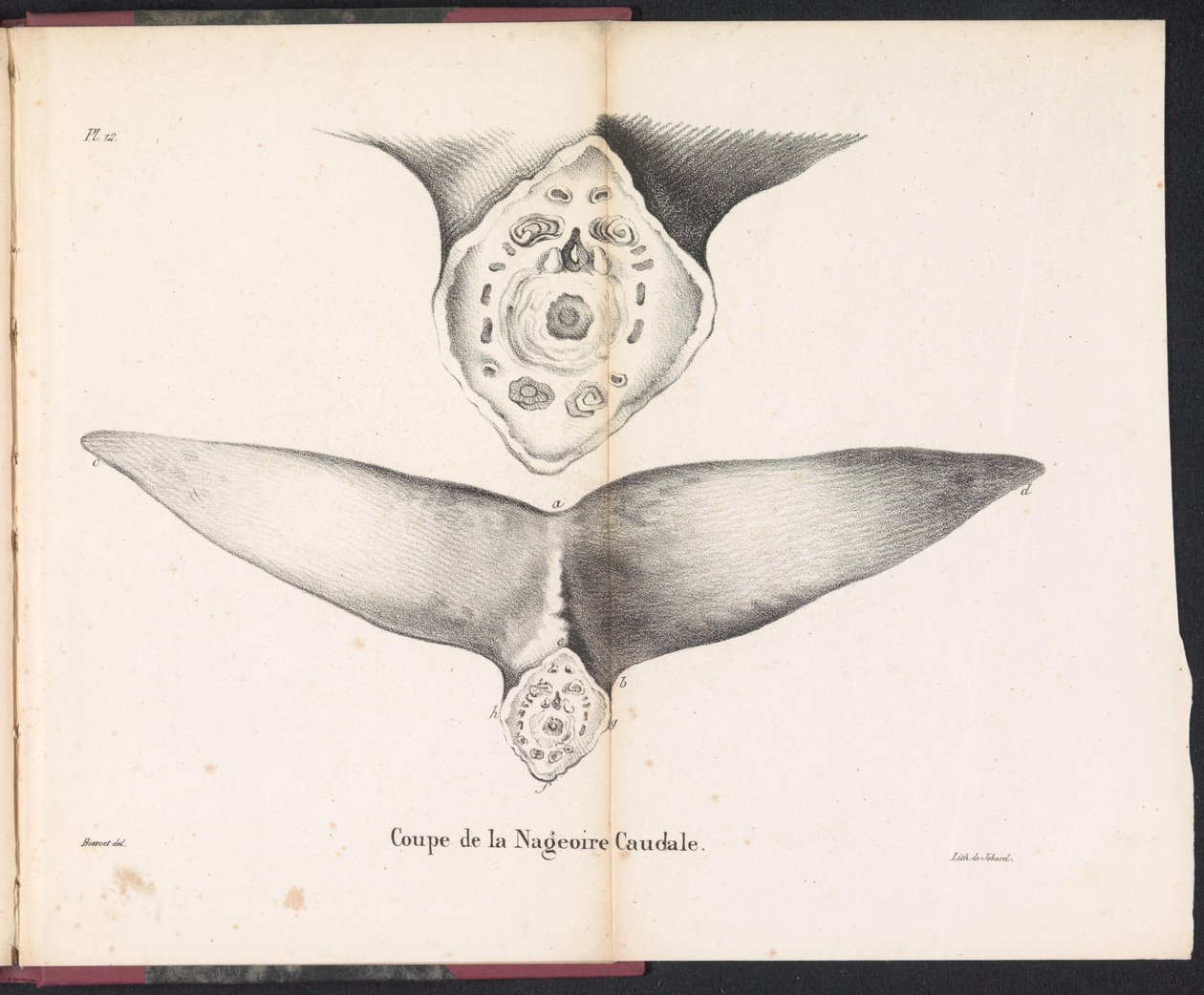 Tvärsnitt av valens stjärtfena, 1827 Coupe de la Nageoire Caudale (titel på objekt) av Bossuet