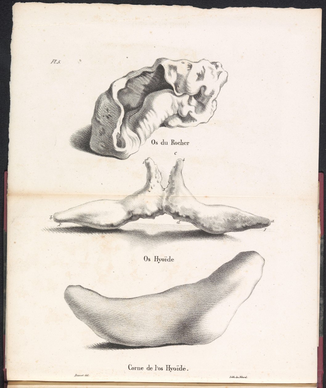 Tre delar av valens hyoidben, 1827 Os du Rocher / Os Hyoid / Corne de l
