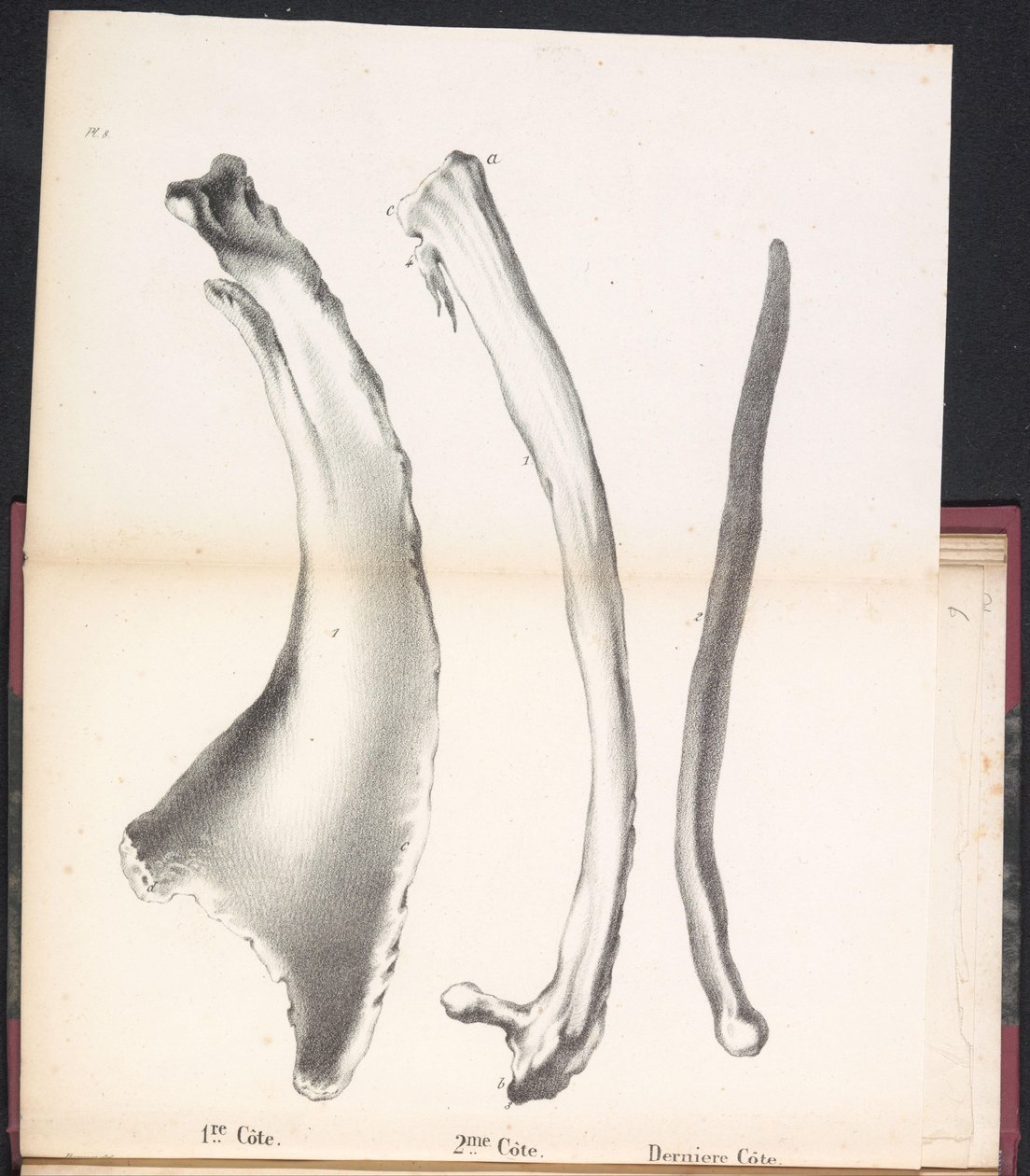 Tre revben av valen, 1827 1st Côte / 2me Côte / Derniere Côte (titel på objekt) av Bossuet