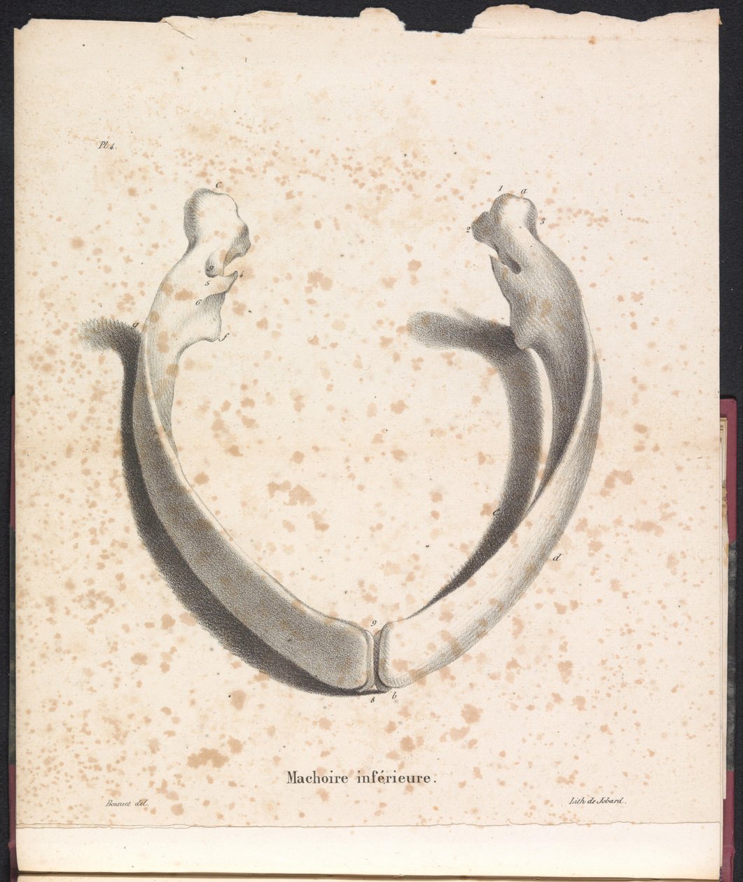 Valens underkäke, 1827 Machoire inferior (titel på objekt) av Bossuet