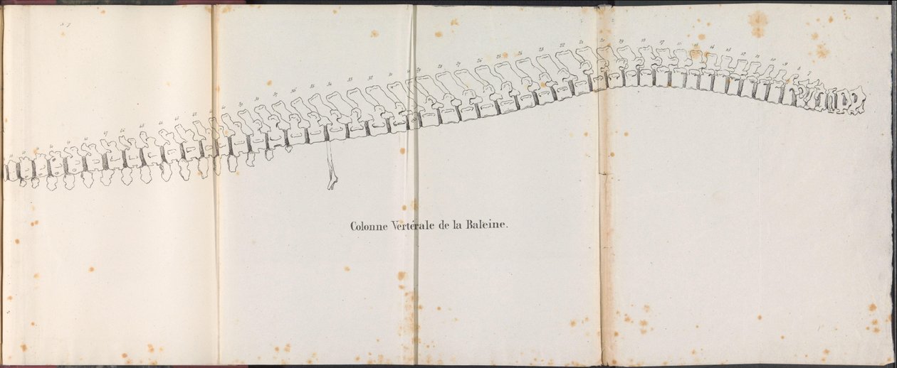 Valens ryggrad, 1827 Colonne Vertébrale de la Baleine (titel på objekt) av Bossuet
