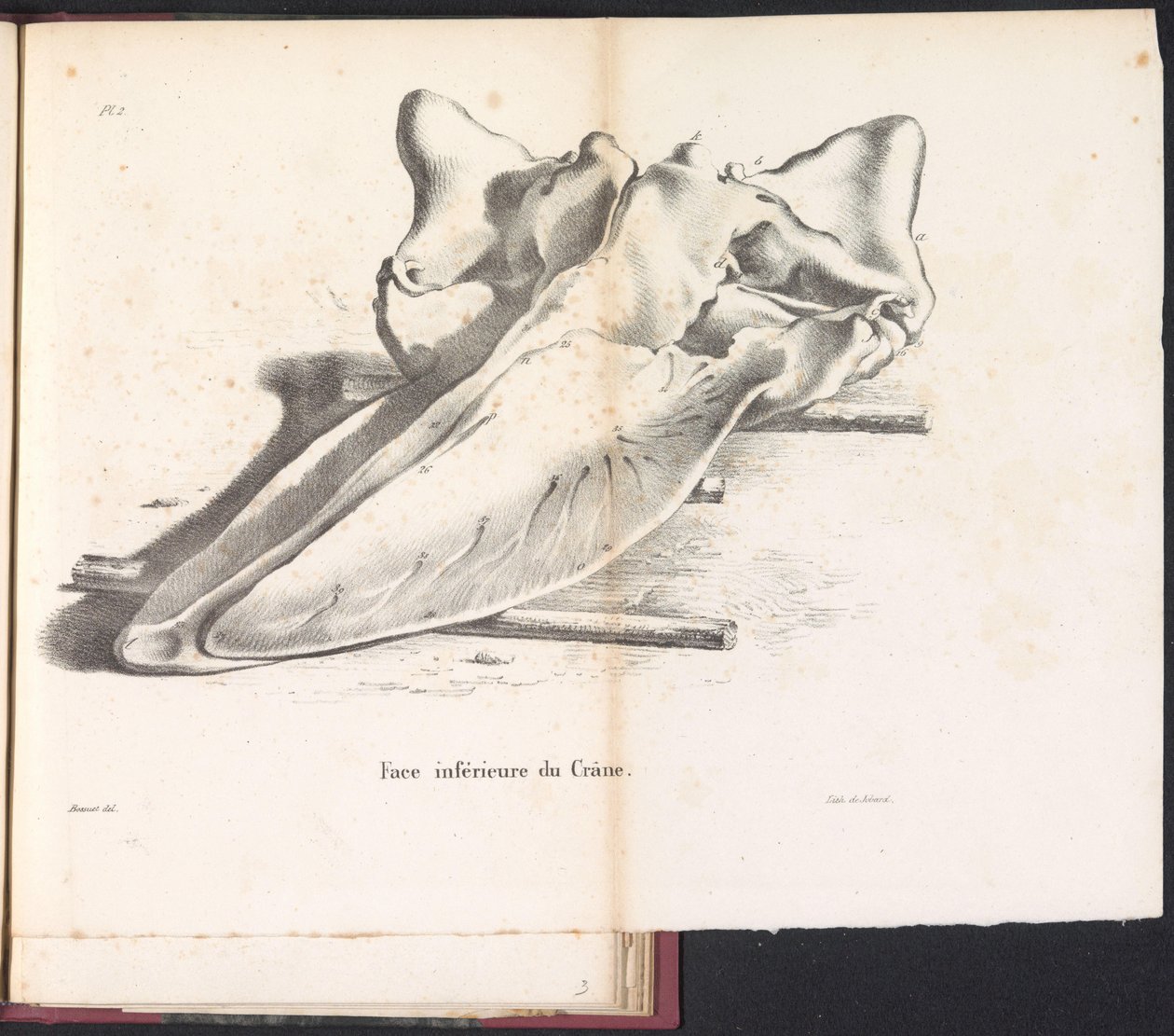 Schedel van de walvis, 1827 Undersidan av skallen (titel på objekt) av Bossuet