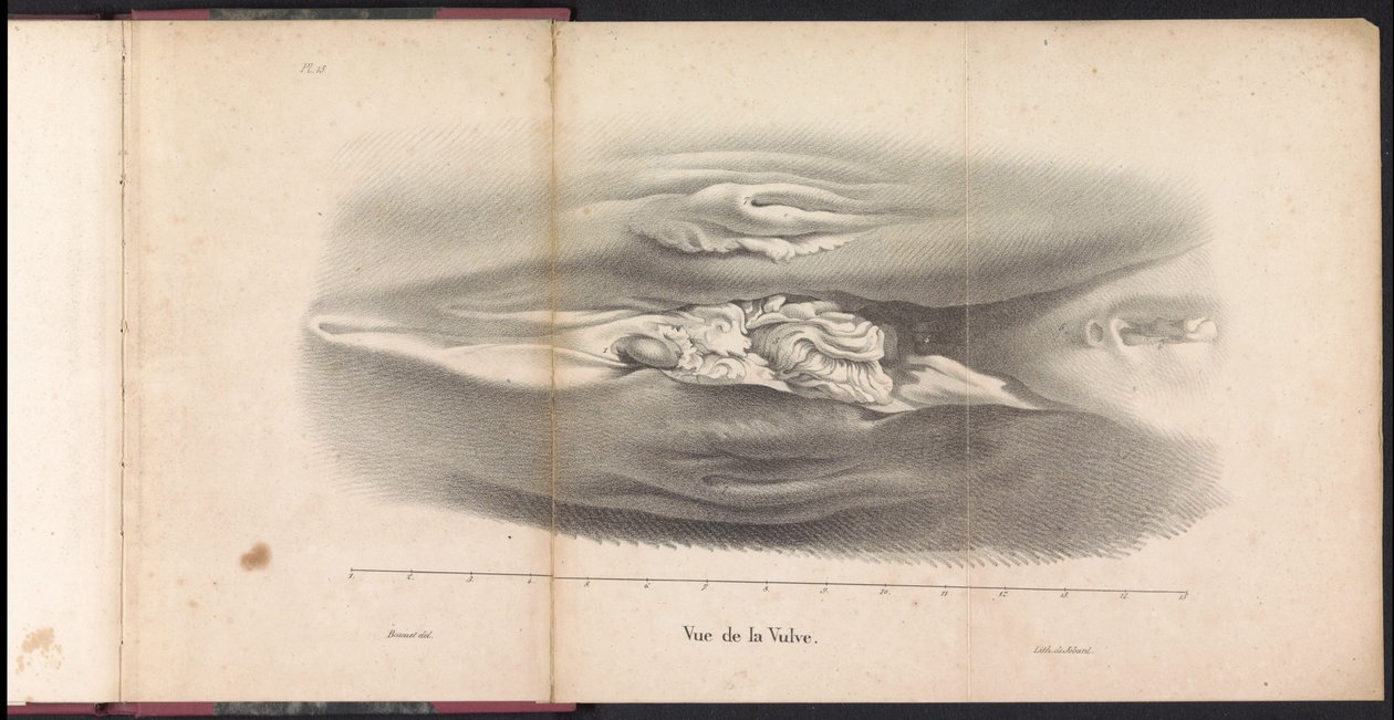 Whales kvinnliga könsorgan, 1827 Vue de la Vulve (titel på objekt) av Bossuet