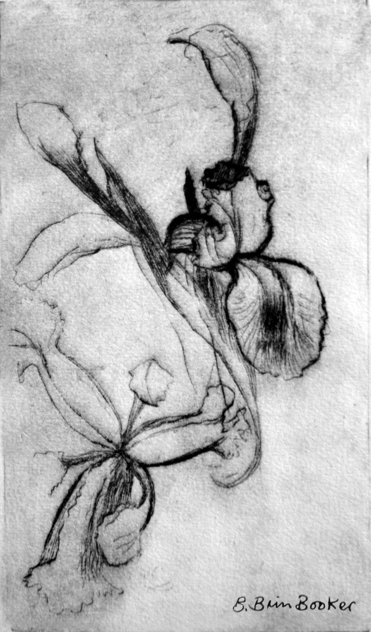 Iris (torrnål) av Brenda Brin Booker