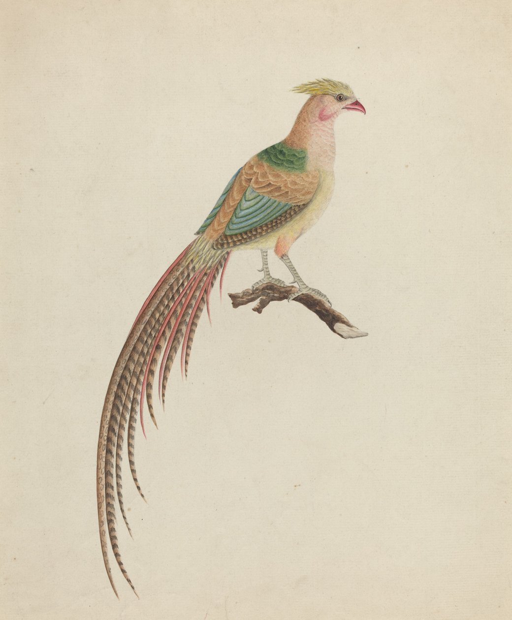 Guldfasan (Chrysolophus pictus) av British 18th Century