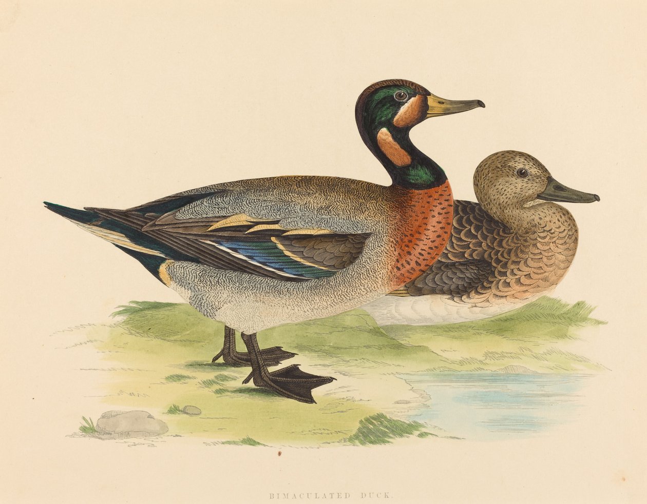Bimakulerad anka av British 19th Century