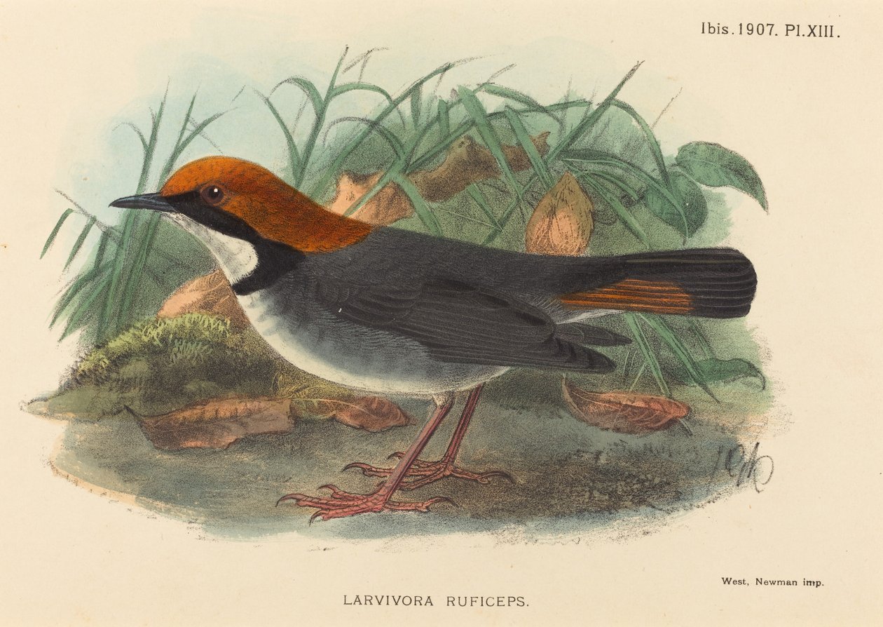 Fågel (Larvivora Ruficeps) av British 19th Century