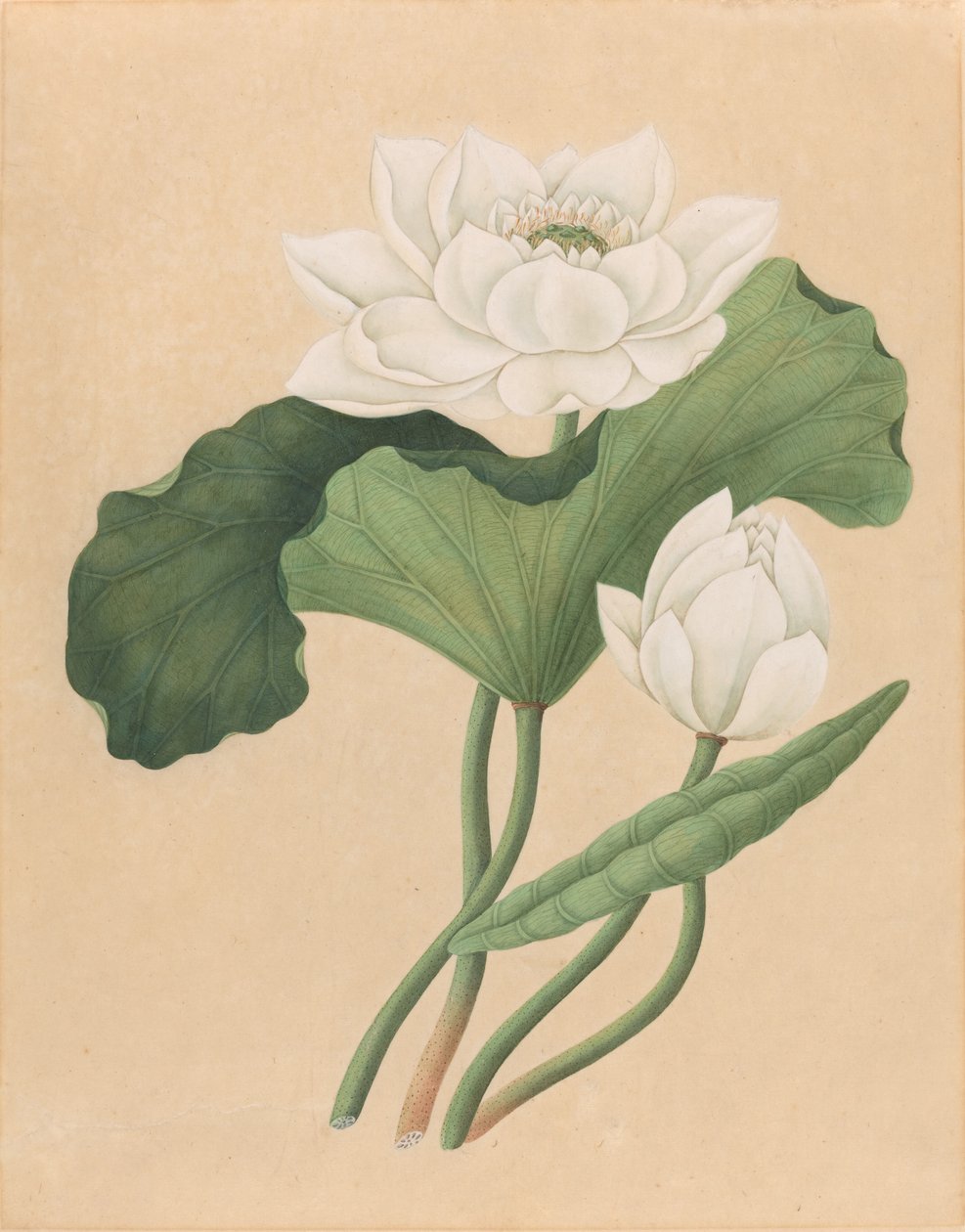 East Indian Lotus (Nelumbo nucifera) av British 19th Century