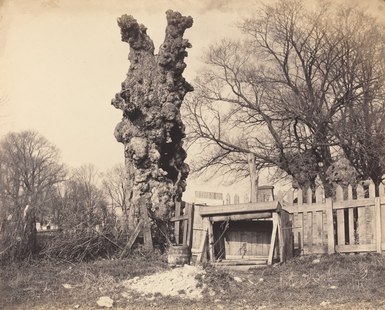 Gammalt träd nära Chatham av British 19th Century