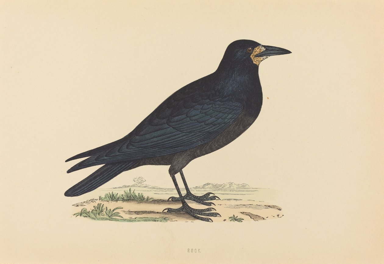 Råka av British 19th Century