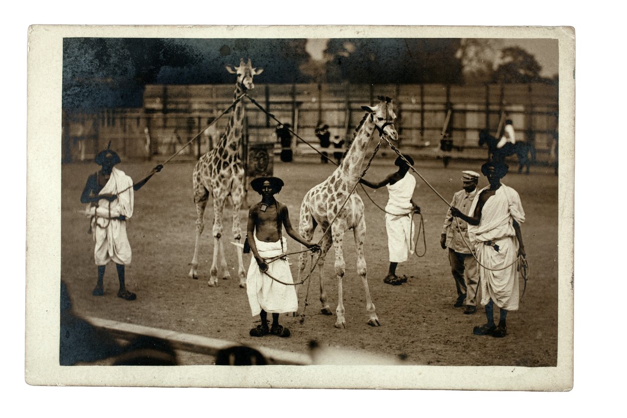 Giraffer och deras somaliska hanterare, ca 1905 (silvertryck av gelatin) av British Photographer