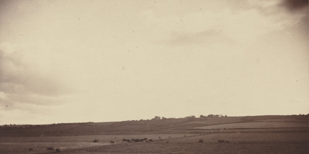 Utsikt över fält med kor,1850-1860-tal (foto) av British Photographer