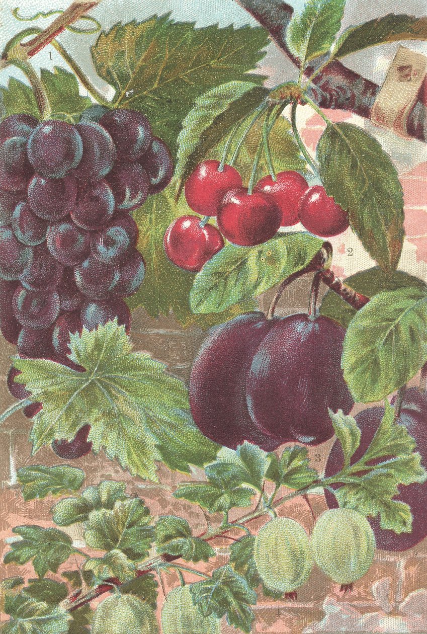 Frukt: vindruvor, körsbär, plommon (färg litho) av British School
