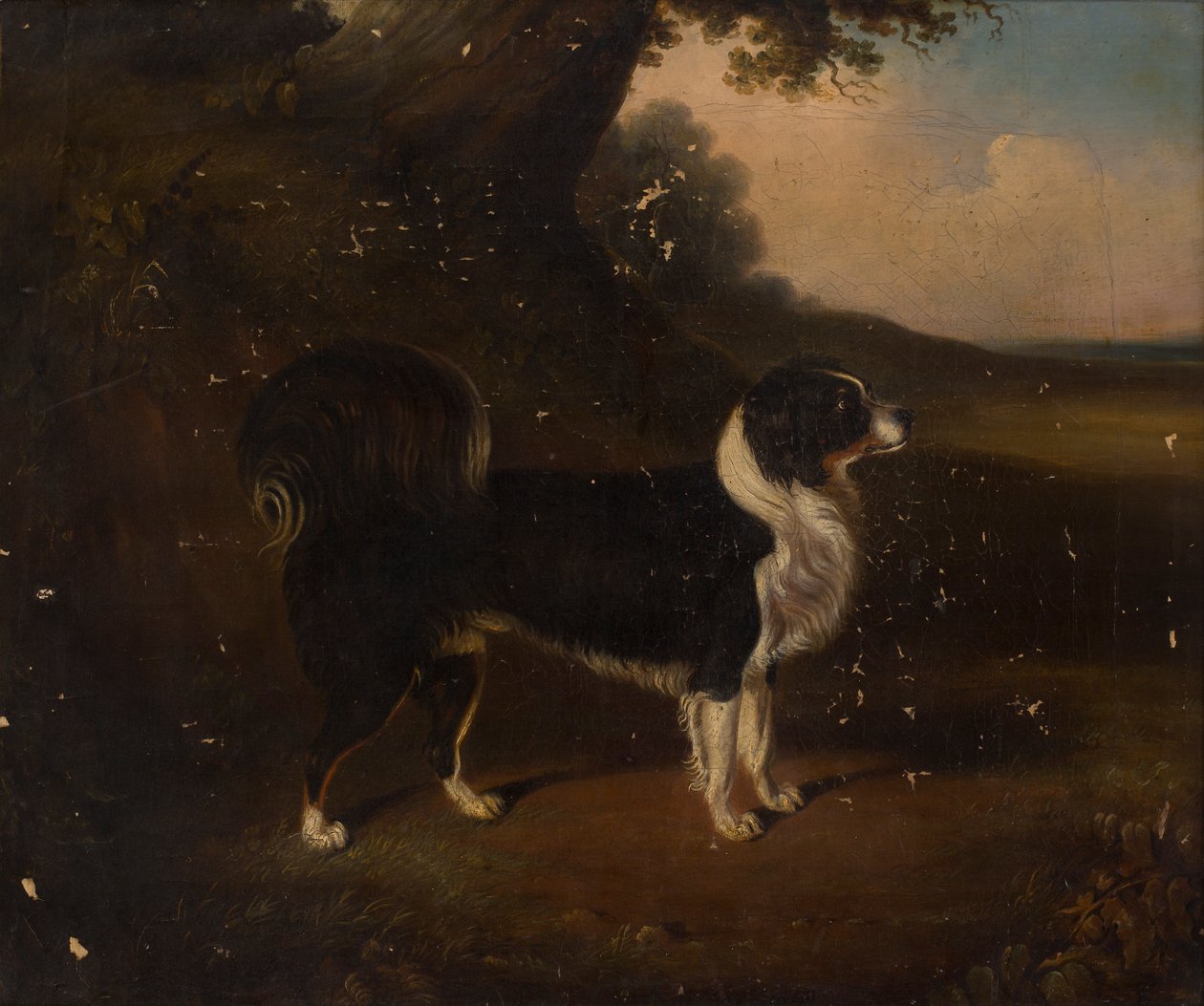 Porträtt av en hund (olja på duk) av British School