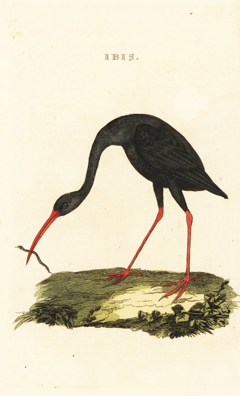 Ibis med skarpsvans, Cercibis oxycerca av British School